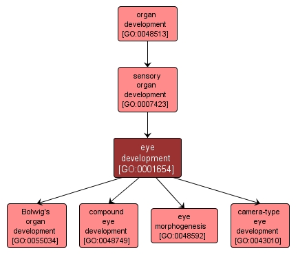 GO:0001654 - eye development (interactive image map)