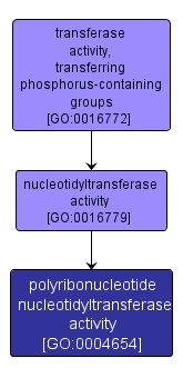 GO:0004654 - polyribonucleotide nucleotidyltransferase activity (interactive image map)