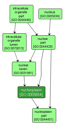 GO:0005654 - nucleoplasm (interactive image map)