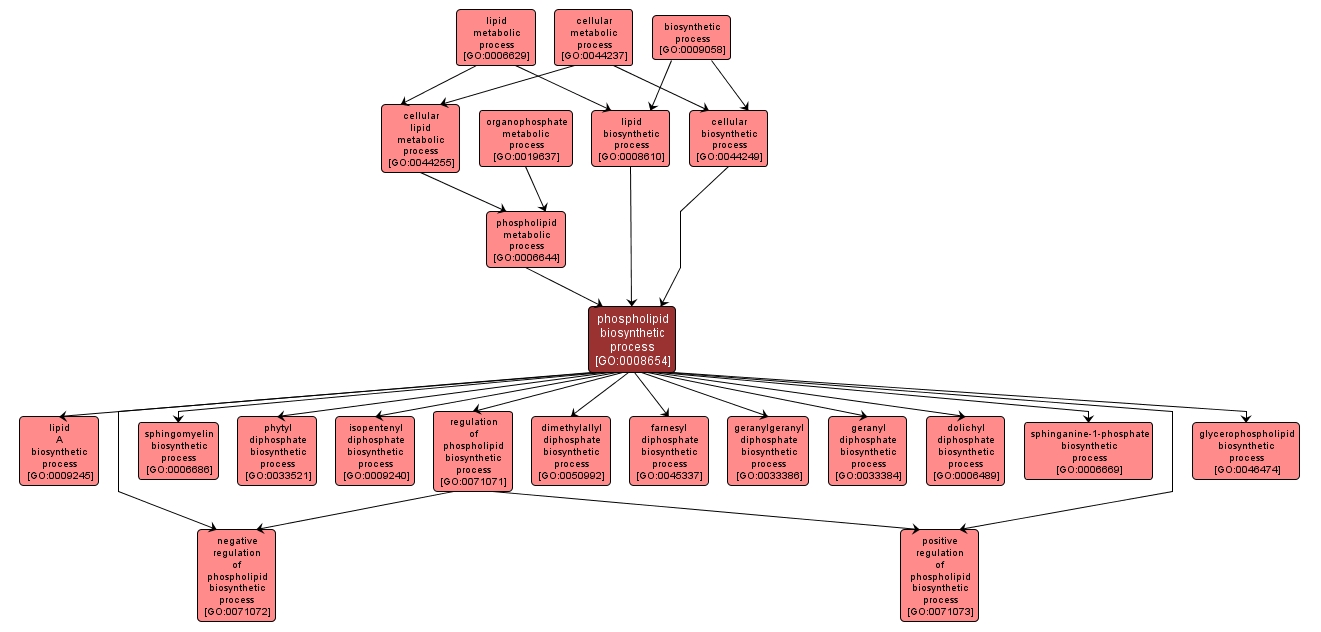 GO:0008654 - phospholipid biosynthetic process (interactive image map)