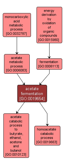 GO:0019654 - acetate fermentation (interactive image map)