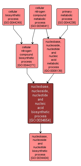 GO:0034654 - nucleobase, nucleoside, nucleotide and nucleic acid biosynthetic process (interactive image map)