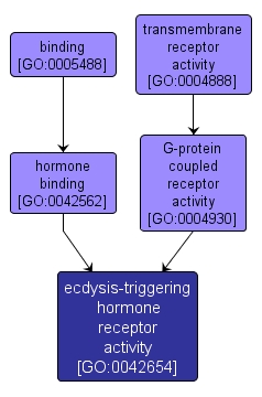 GO:0042654 - ecdysis-triggering hormone receptor activity (interactive image map)