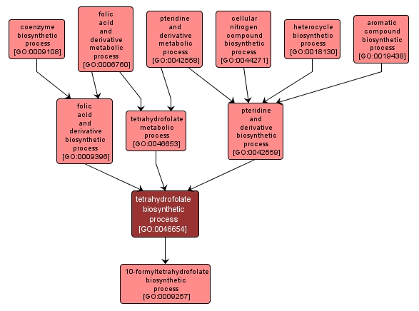 GO:0046654 - tetrahydrofolate biosynthetic process (interactive image map)