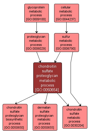 GO:0050654 - chondroitin sulfate proteoglycan metabolic process (interactive image map)