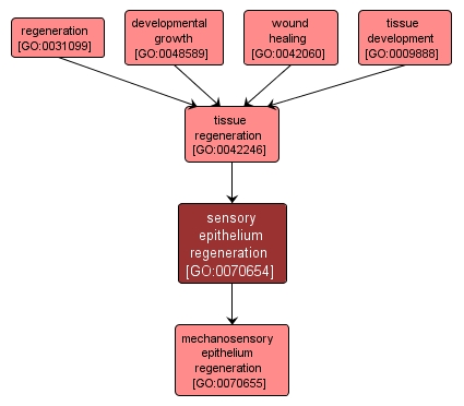 GO:0070654 - sensory epithelium regeneration (interactive image map)