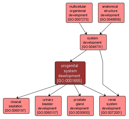 GO:0001655 - urogenital system development (interactive image map)