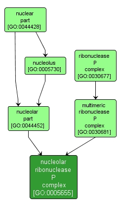 GO:0005655 - nucleolar ribonuclease P complex (interactive image map)