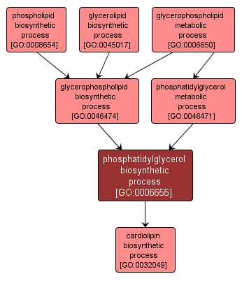 GO:0006655 - phosphatidylglycerol biosynthetic process (interactive image map)
