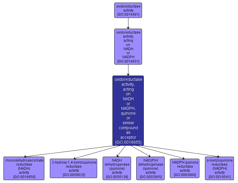 GO:0016655 - oxidoreductase activity, acting on NADH or NADPH, quinone or similar compound as acceptor (interactive image map)