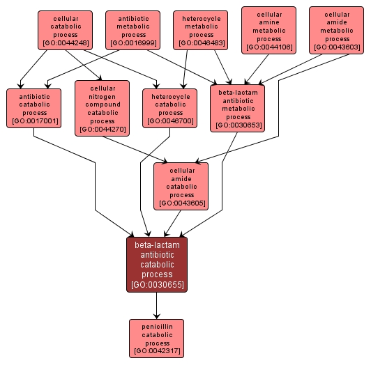 GO:0030655 - beta-lactam antibiotic catabolic process (interactive image map)