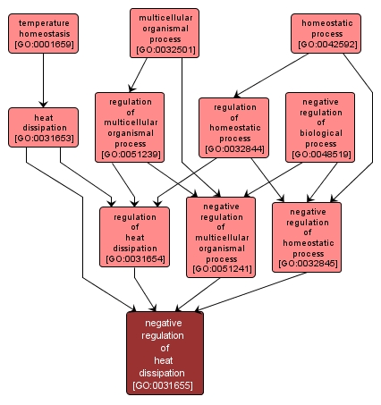 GO:0031655 - negative regulation of heat dissipation (interactive image map)