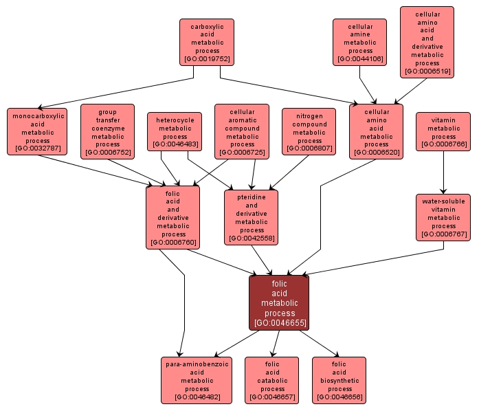 GO:0046655 - folic acid metabolic process (interactive image map)