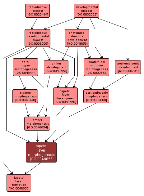 GO:0048655 - tapetal layer morphogenesis (interactive image map)