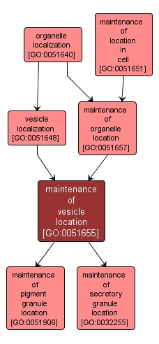 GO:0051655 - maintenance of vesicle location (interactive image map)