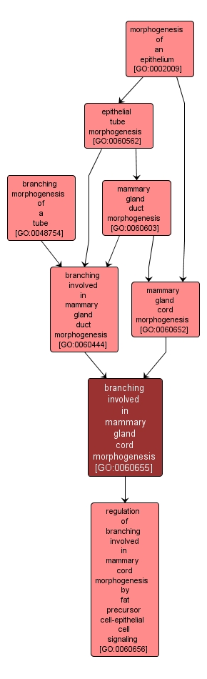 GO:0060655 - branching involved in mammary gland cord morphogenesis (interactive image map)