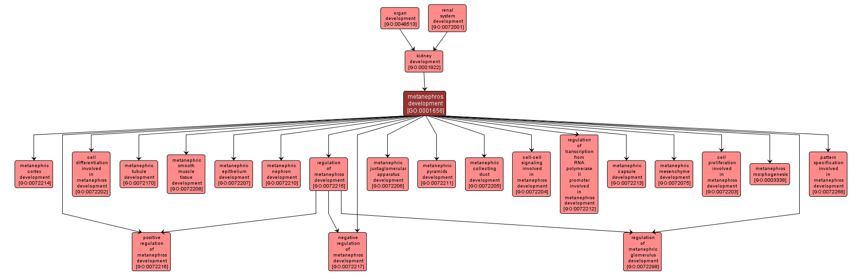 GO:0001656 - metanephros development (interactive image map)