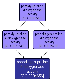 GO:0004656 - procollagen-proline 4-dioxygenase activity (interactive image map)