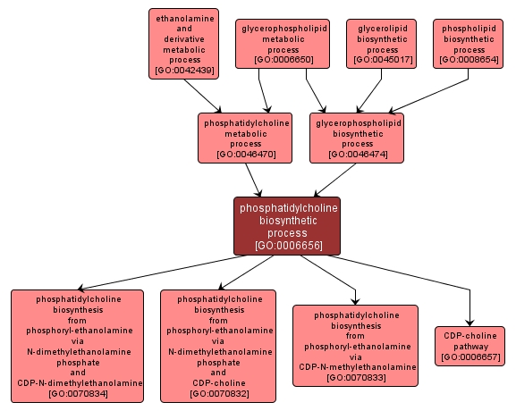 GO:0006656 - phosphatidylcholine biosynthetic process (interactive image map)