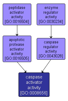 GO:0008656 - caspase activator activity (interactive image map)