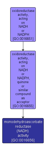 GO:0016656 - monodehydroascorbate reductase (NADH) activity (interactive image map)