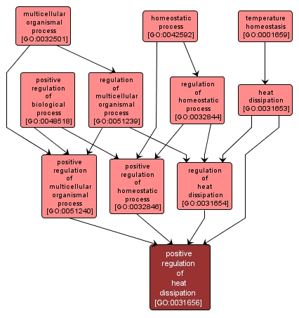 GO:0031656 - positive regulation of heat dissipation (interactive image map)