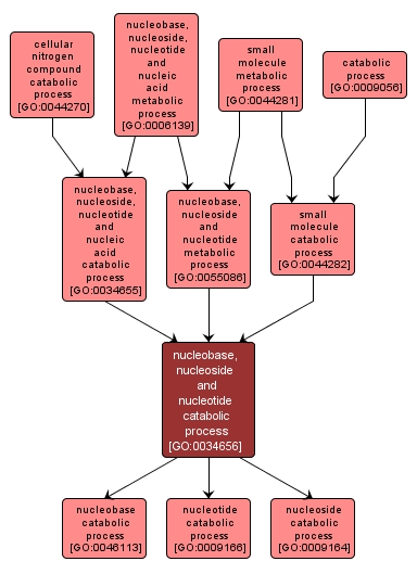 GO:0034656 - nucleobase, nucleoside and nucleotide catabolic process (interactive image map)