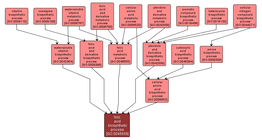 GO:0046656 - folic acid biosynthetic process (interactive image map)