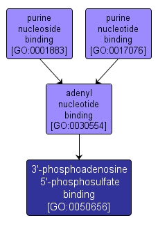 GO:0050656 - 3'-phosphoadenosine 5'-phosphosulfate binding (interactive image map)