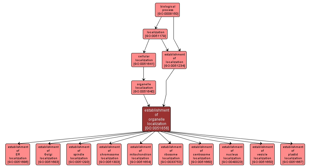 GO:0051656 - establishment of organelle localization (interactive image map)