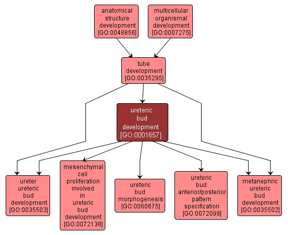 GO:0001657 - ureteric bud development (interactive image map)