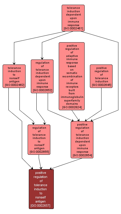 GO:0002657 - positive regulation of tolerance induction to nonself antigen (interactive image map)