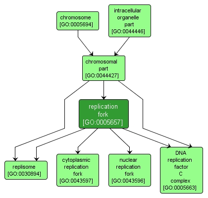 GO:0005657 - replication fork (interactive image map)