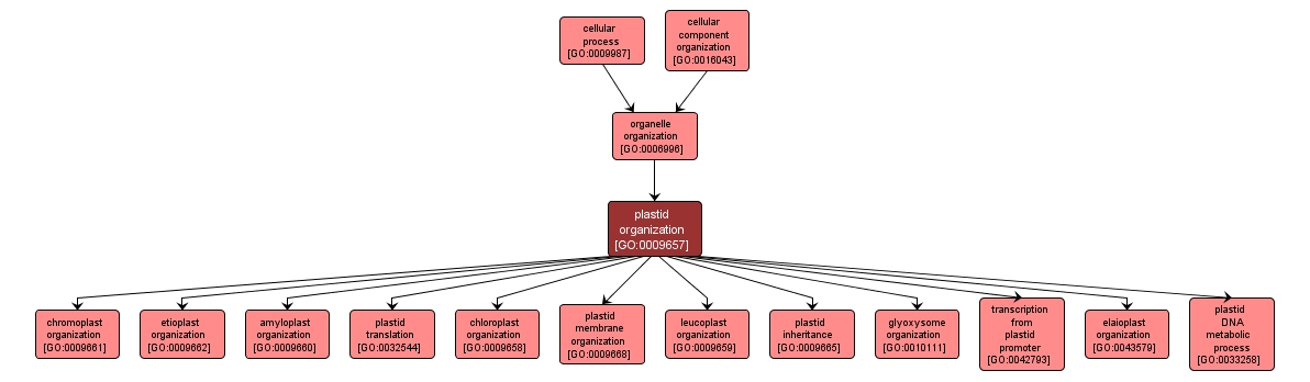 GO:0009657 - plastid organization (interactive image map)