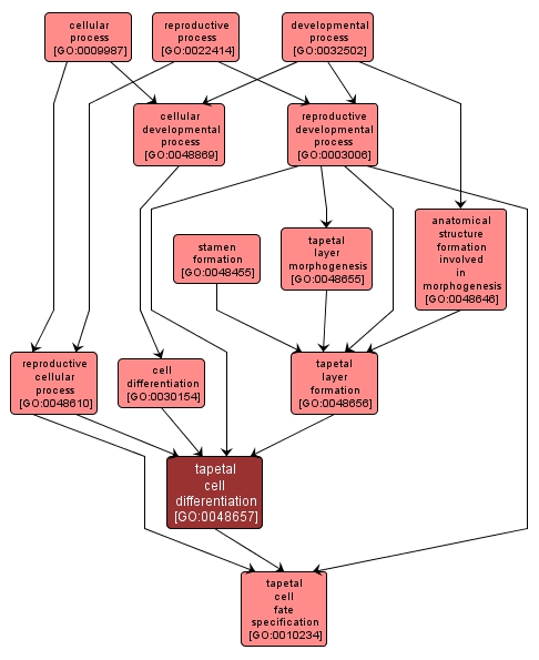 GO:0048657 - tapetal cell differentiation (interactive image map)