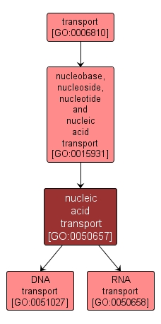 GO:0050657 - nucleic acid transport (interactive image map)