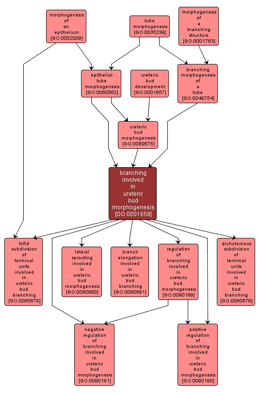 GO:0001658 - branching involved in ureteric bud morphogenesis (interactive image map)