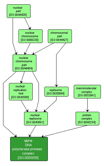 GO:0005658 - alpha DNA polymerase:primase complex (interactive image map)