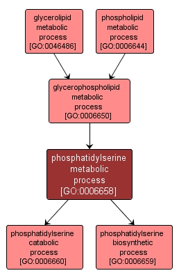 GO:0006658 - phosphatidylserine metabolic process (interactive image map)