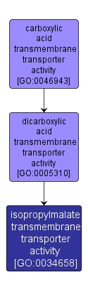 GO:0034658 - isopropylmalate transmembrane transporter activity (interactive image map)