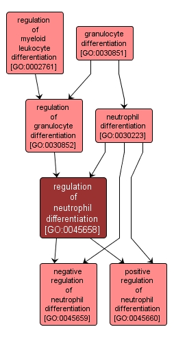 GO:0045658 - regulation of neutrophil differentiation (interactive image map)