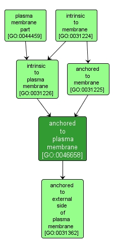 GO:0046658 - anchored to plasma membrane (interactive image map)