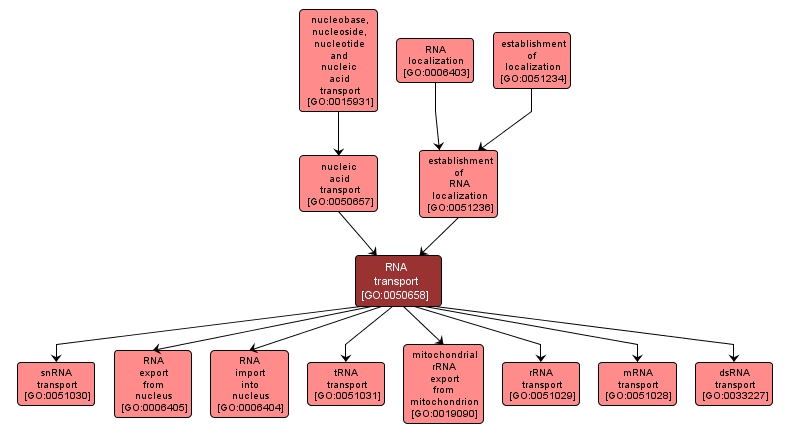 GO:0050658 - RNA transport (interactive image map)