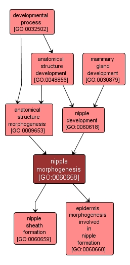 GO:0060658 - nipple morphogenesis (interactive image map)