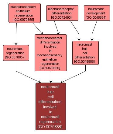 GO:0070658 - neuromast hair cell differentiation involved in neuromast regeneration (interactive image map)