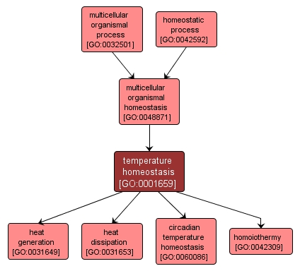 GO:0001659 - temperature homeostasis (interactive image map)