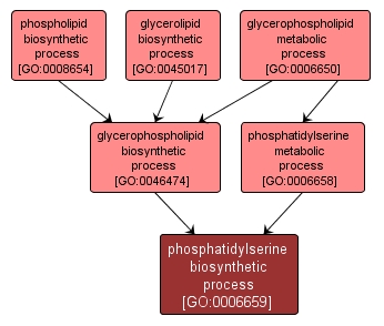 GO:0006659 - phosphatidylserine biosynthetic process (interactive image map)