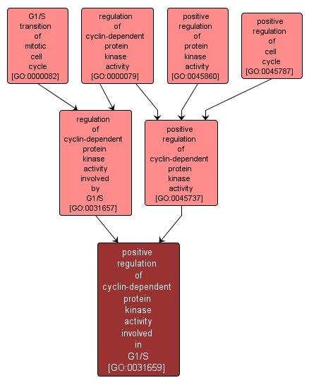 GO:0031659 - positive regulation of cyclin-dependent protein kinase activity involved in G1/S (interactive image map)