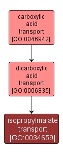 GO:0034659 - isopropylmalate transport (interactive image map)