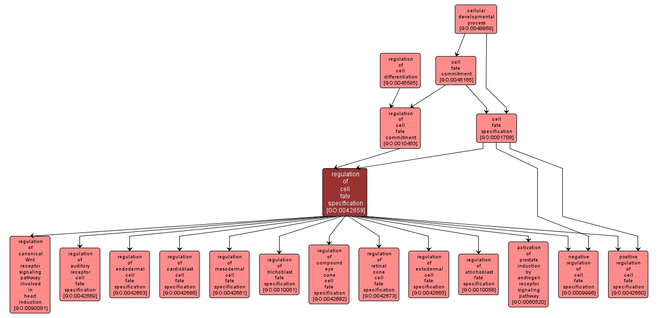 GO:0042659 - regulation of cell fate specification (interactive image map)